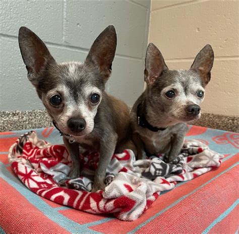 20 Chihuahua mix dogs in shelter after owner dies.